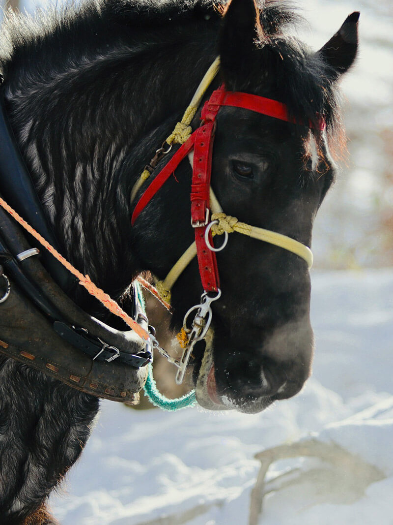西埜馬搬 にしのばはん –  北海道厚真町で馬搬を営む林業家、西埜馬搬（にしのばはん）です。薪の販売をはじめ、馬で畑を耕す馬耕や小学校の野外教室、イベントなど、馬とともに様々な現場で活動しています。